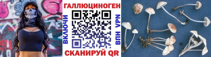 Купить  Луза  Псилоцибиновые грибы мицелий 